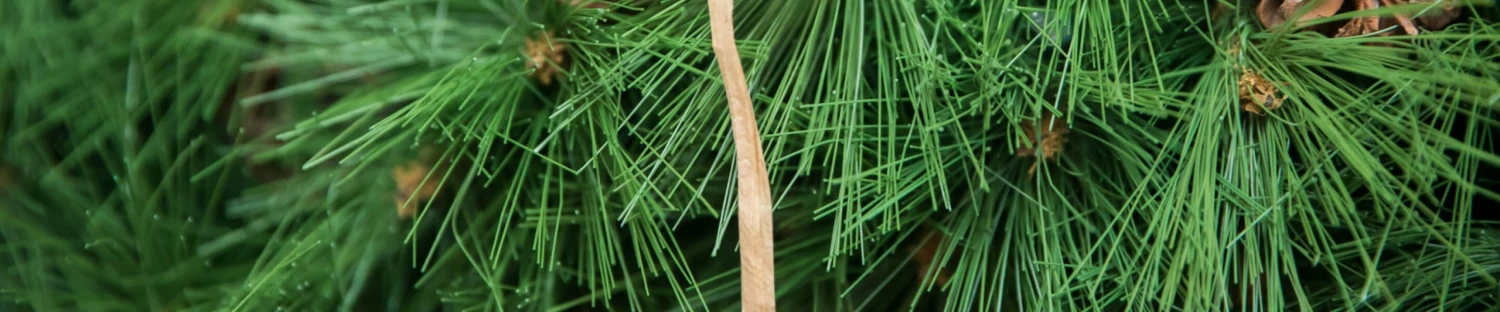 Fraser Hill Farm Sales Store -Fraser Hill Farm Sales Store banner christmas 21 home scaled